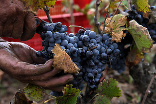Una visita a bodega con cata y aperitivo para 2 en Bodegas Castaño en Yecla (Murcia)