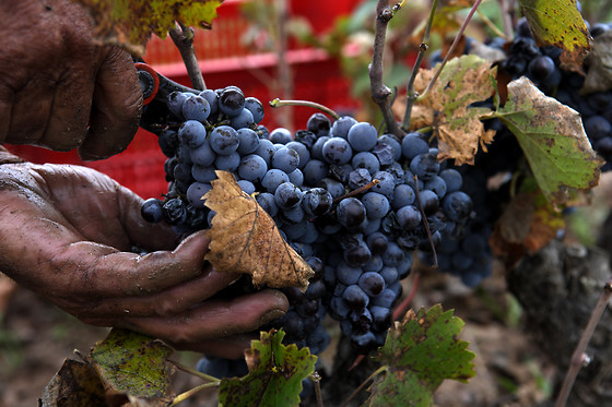 Una visita a bodega con cata y aperitivo para 2 en Bodegas Castaño en Yecla (Murcia)