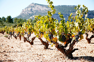 Una visita a bodega con cata y aperitivo para 2 en Bodegas Castaño en Yecla (Murcia)