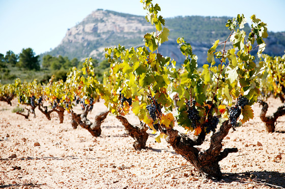 Una visita a bodega con cata y aperitivo para 2 en Bodegas Castaño en Yecla (Murcia)